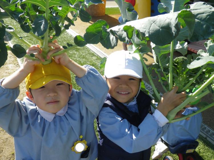 幼稚園で収穫する畑の新鮮野菜の美味しさに感動！